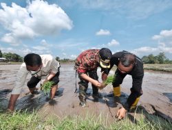 Tingkatkan Hasil Produksi Petani, Pemkab Gowa Garap Budidaya Padi Organik Enam Desa jadi Lokasi Garapan