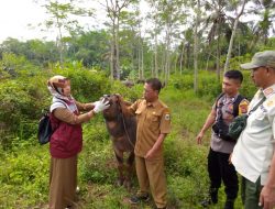 Cegah Penyakit Mulut dan Kuku (PMK), Kapolsek Cijaku Terjun Langsung Cek Tempat Ternak