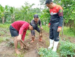 Perdana, Lapas Rangkasbitung Panen setengah Ton Ubi Cilembu