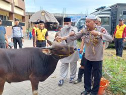 Polres Gowa Kurban 32 Hewan Sapi Di Hari Raya Idul Adha 1443 H 