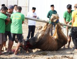 WARGA BINAAN DI LAPAS KELAS IIA CILEGON ANTUSIAS IKUTI PENYEMBELIHAN HEWAN QURBAN