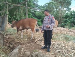 Cegah Wabah Penyakit PMK, Kanit Binmas Polsek Bontomarannu Edukasi Pemilik Ternak