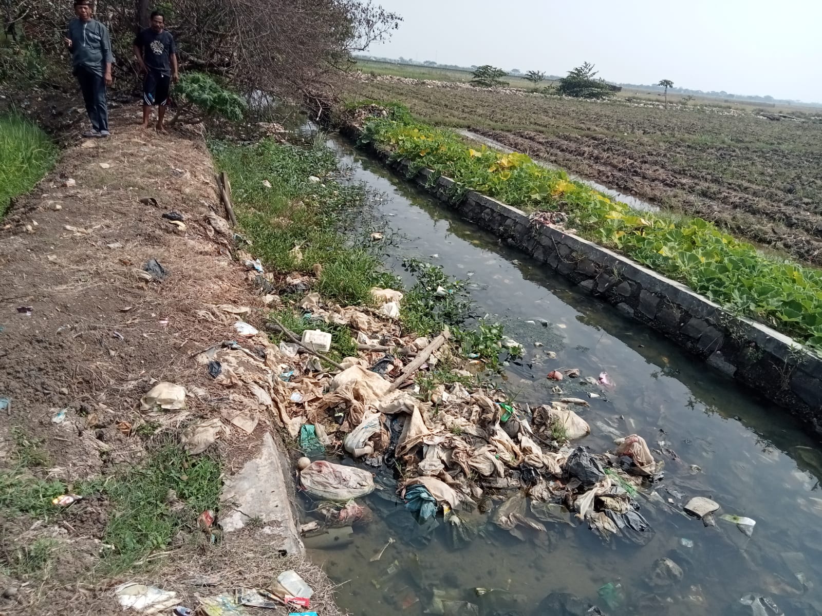 Akibat Saluran Irigasi Banyak Sampah dan Rumput Serta Dangkal, Petani Gombang Jaya Mengeluh