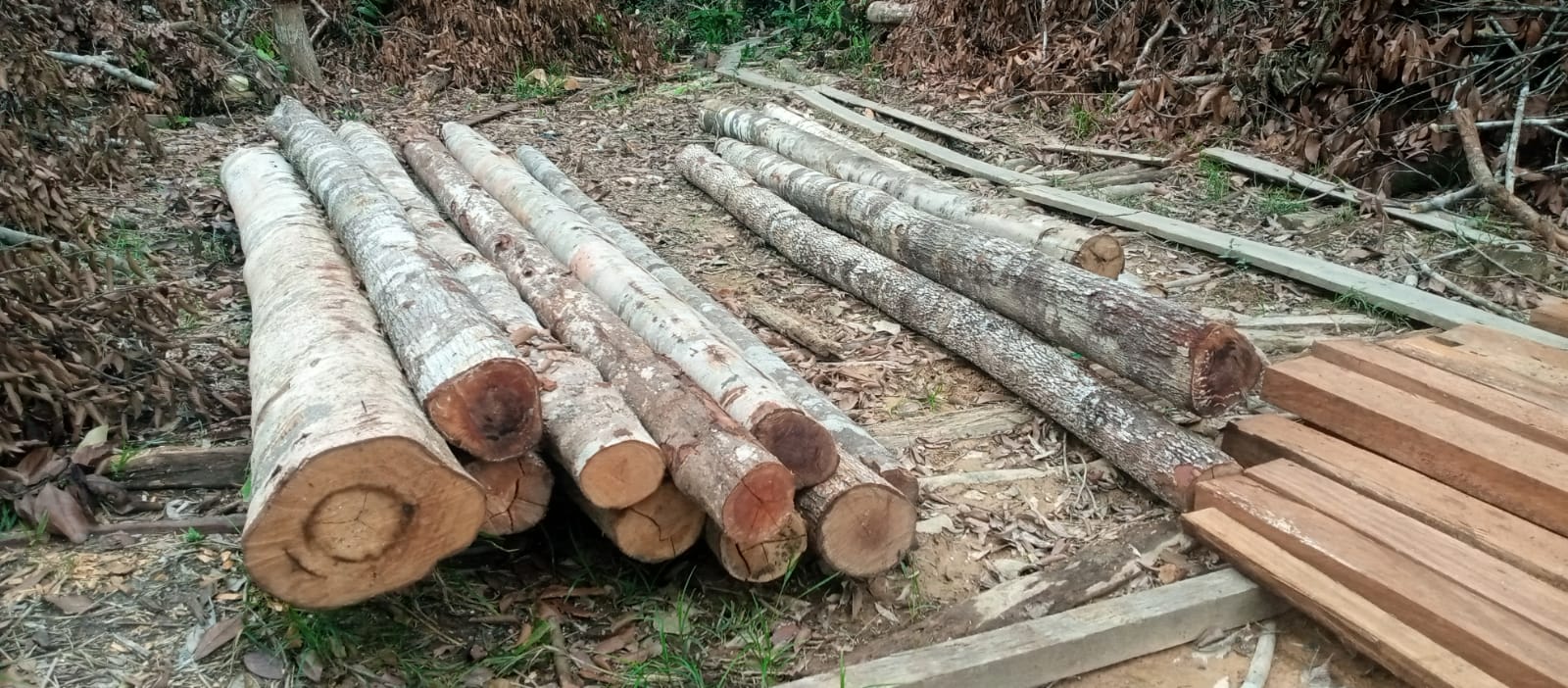 Miris,Ilegal Logging Merambah Hutan Adat Tibatu,Terkesan Kebal Hukum