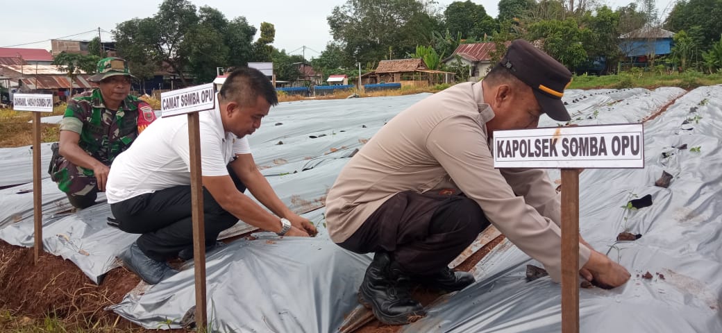 Tripika Kecamatan Somba Opu bersama Dandim 1409/gowa Hadiri Penanaman Cabe.