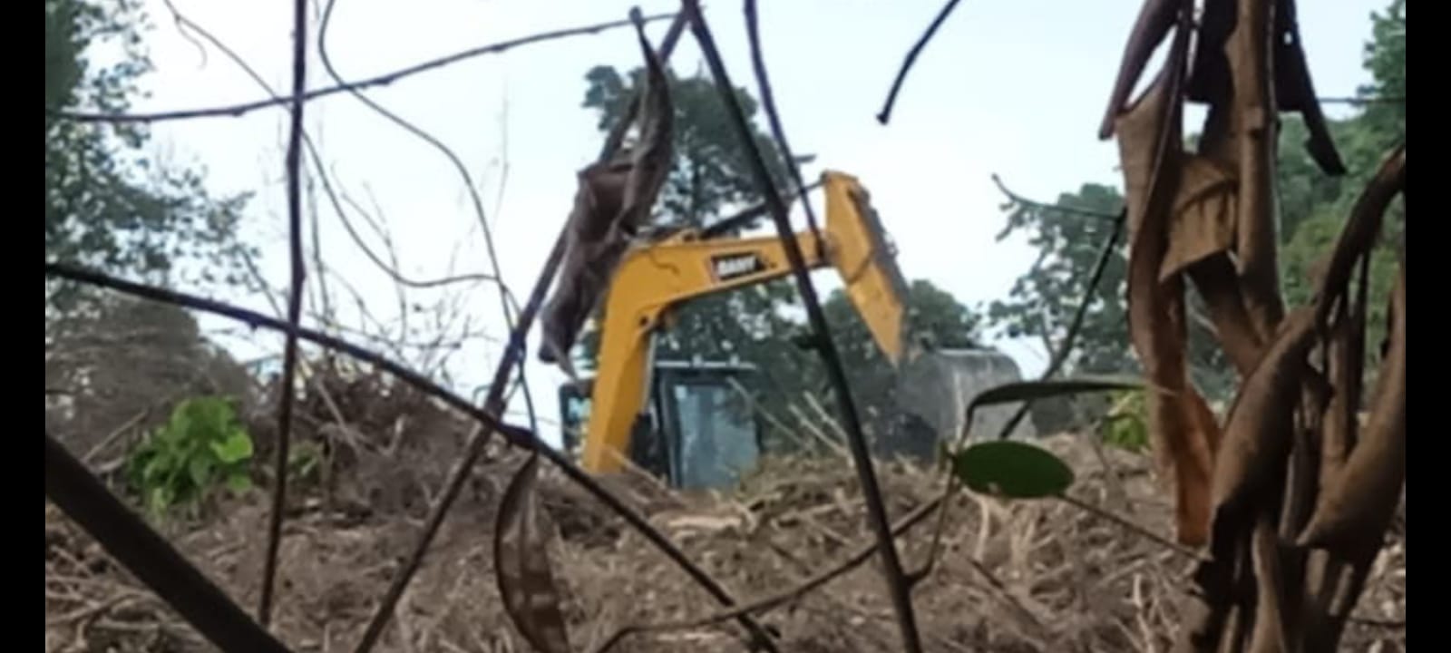 Perambahan Hutan Lindung Air merah,DPD LSM Gempur Jumadin AN, SH Angkat Bicara 