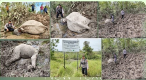 Terkait Matinya Gajah Jinak di CRU Serbajadi, Ini Penjelasan Kapolres Aceh Timur