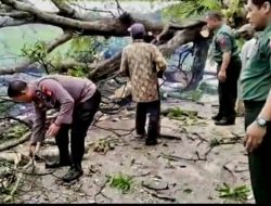 Sinergitas TNI-Polri Evakuasi Pohon Tumbang di Lassang Barat