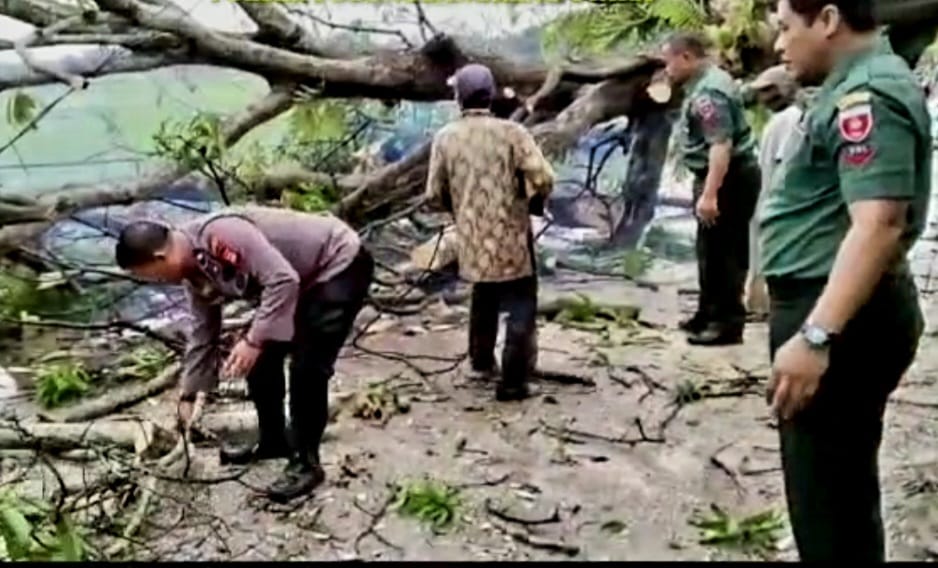 Sinergitas TNI-Polri Evakuasi Pohon Tumbang di Lassang Barat