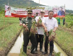 Brigjen TNI Tatang Subarna Di Banten Bisa Panen Bawang Merah