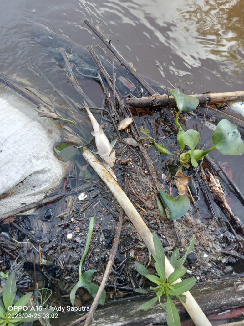 Kolam Limbah Pabrik CPO PT. ASL Jebol, Ribuan Ikan di Sungai Mati