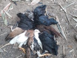 Ketua Kelompok 1 Dan Para Anggotanya Meminta Agar Ketua Tpk Bertanggung Jawab Soal Bibi Ayam 