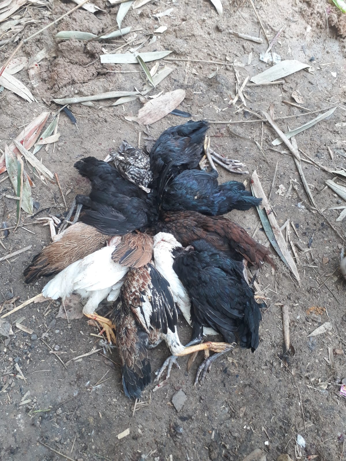 Ketua Kelompok 1 Dan Para Anggotanya Meminta Agar Ketua Tpk Bertanggung Jawab Soal Bibi Ayam 