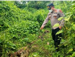 Seekor Sapi Milik Warga Indra Makmur, Aceh Timur Diduga Dimangsa Harimau