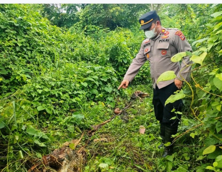 Seekor Sapi Milik Warga Indra Makmur, Aceh Timur Diduga Dimangsa Harimau