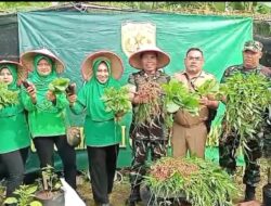 Danramil Cakung Ajak Tiga Pilar Panen Bawang Merah dilokasi Urban Farming