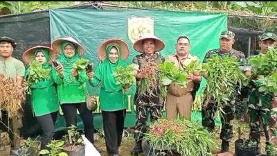 Danramil Cakung Ajak Tiga Pilar Panen Bawang Merah dilokasi Urban Farming