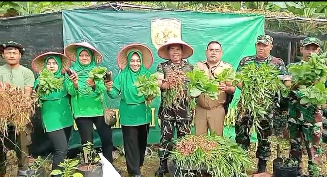 Danramil Cakung Ajak Tiga Pilar Panen Bawang Merah dilokasi Urban Farming