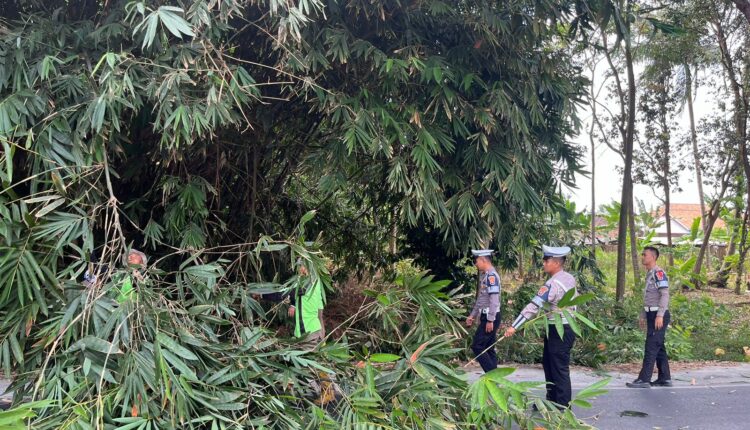 Satlantas Polres Lamtim Pangkas Dahan Pohon , Demi Kenyamanan Penguna Jalan