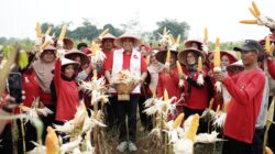 Acara panen raya jagung di Kelurahan Mustikasari, Kota Bekasi,