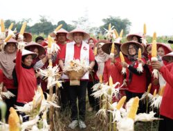 Acara panen raya jagung di Kelurahan Mustikasari, Kota Bekasi,