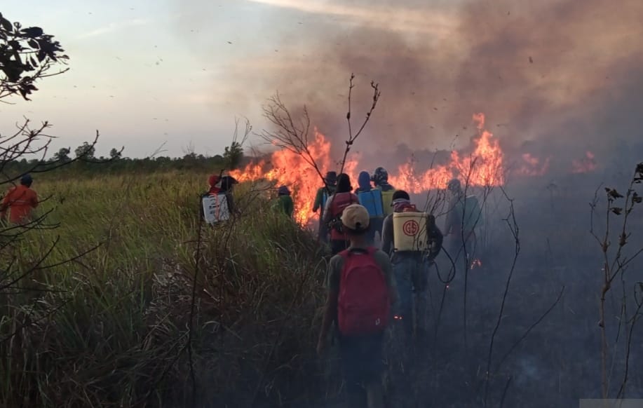 Kawasan TNWK Kembali Terbakar, Ini Harapan Dandim 0429/Lamtim