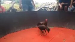 Kapolri Dan Kapolda Diminta Copot Kapolsek Biru – Biru Diduga Terima Setoran Dari Bandar Judi Sabung Ayam Dan Dadu Punya Joko