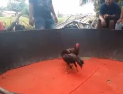 Kapolri Dan Kapolda Diminta Copot Kapolsek Biru – Biru Diduga Terima Setoran Dari Bandar Judi Sabung Ayam Dan Dadu Punya Joko